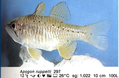 Apogon ruppelli